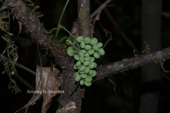 Cyclea peltata